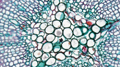 cork cell under microscope