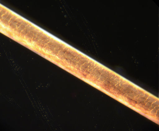 hair strand under microscope