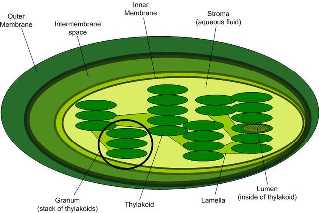 chlorophyll diagram