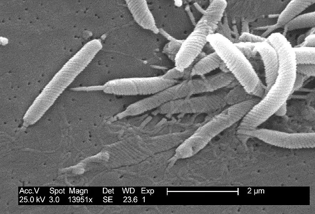images of eubacteria
