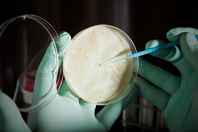 Petri Dish By Pacific Northwest National Laboratory, US Department of Energy - http://picturethis.pnl.gov/picturet.nsf/by+id/DRAE-8DBTWP, Public Domain