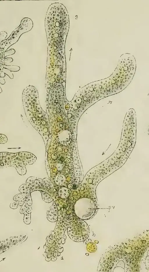 amoeba proteus under microscope