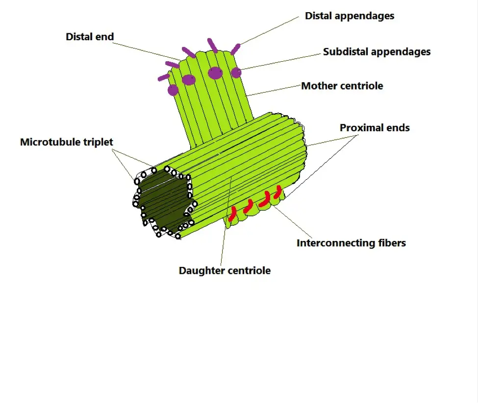 Centrosomes Definition Location And Function