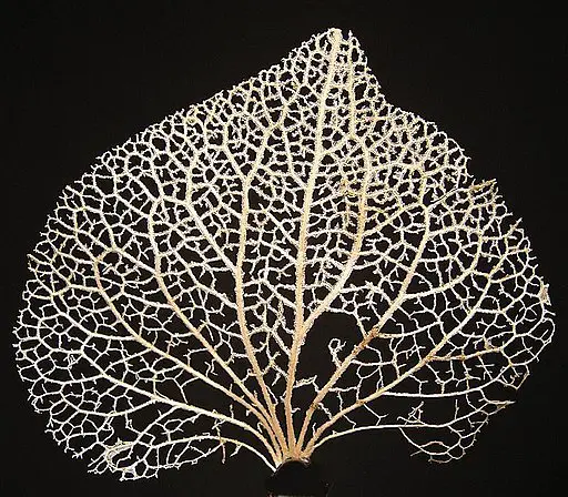 Leaf Structure Under The Microscope