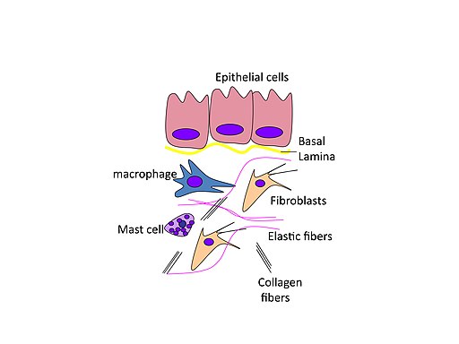 somatic cell example