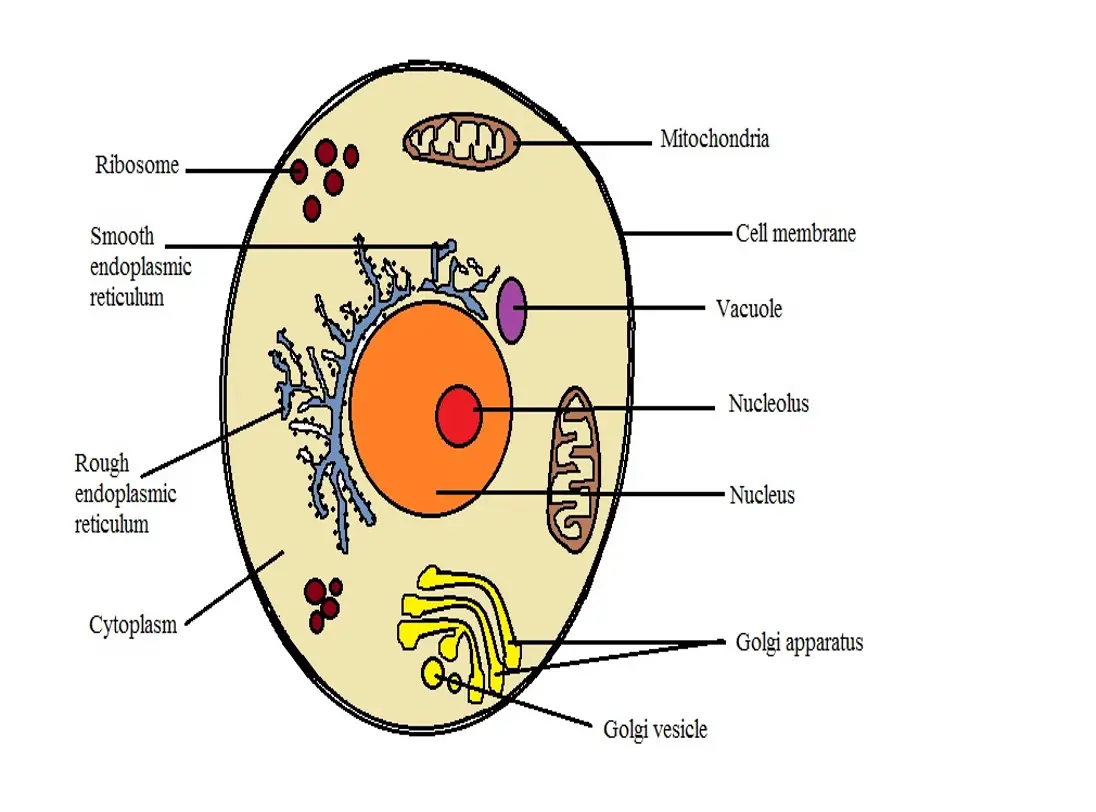 plant and animal cell diagram
