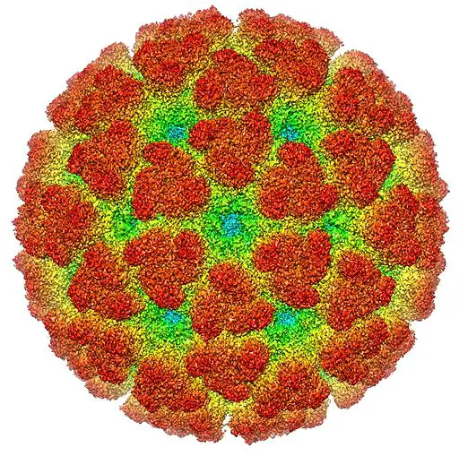 virus under a microscope