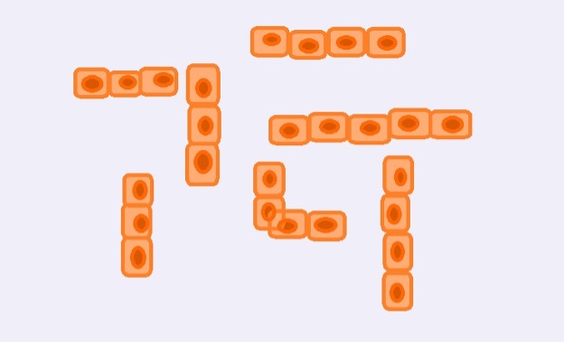 Diagrammatic representation of onion root tip cells under 10X magnification. Credit: MicroscopeMaster.com