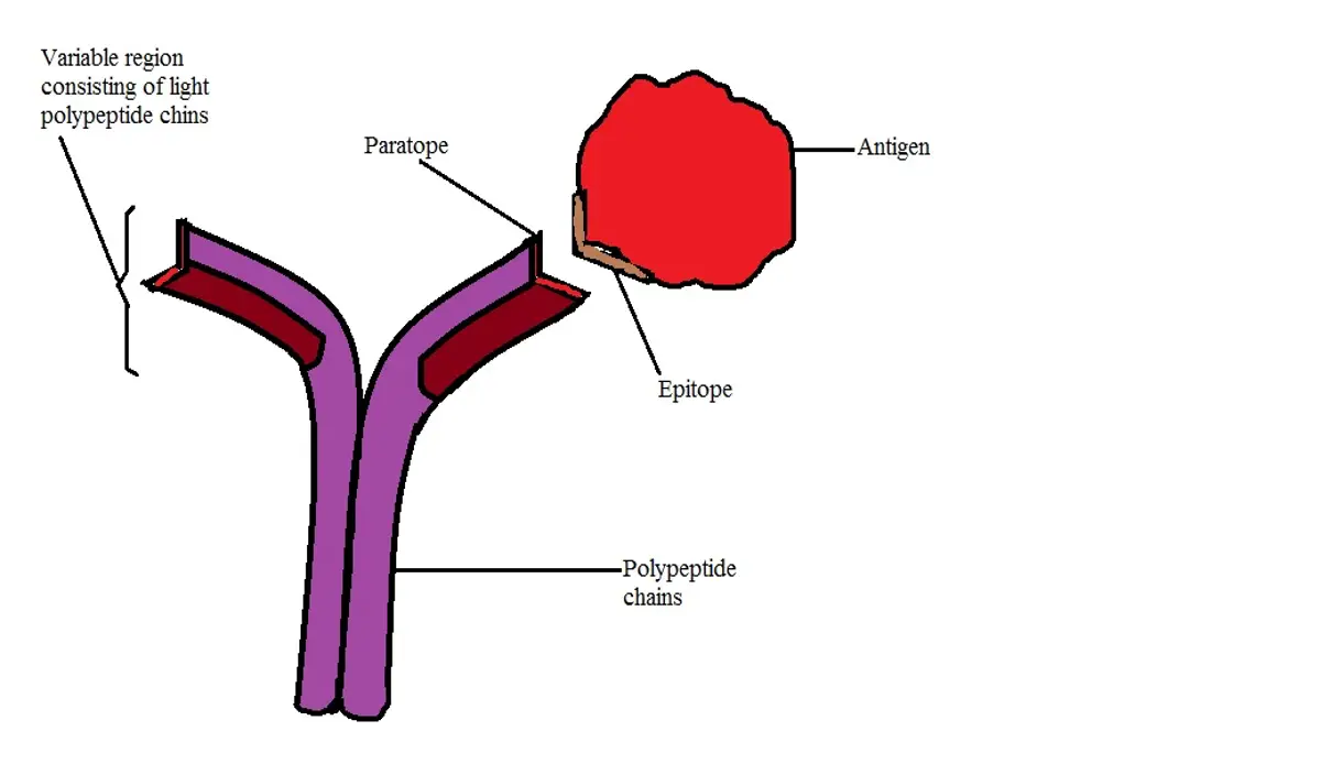Antigen Diagram