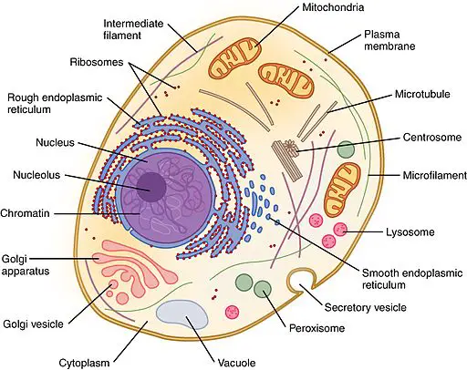 Cell Organelles With Their Functions And Structure