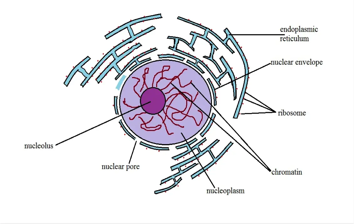 nucleus structure