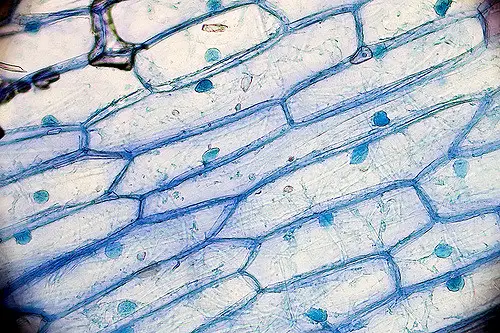 plant epidermal cell microscope