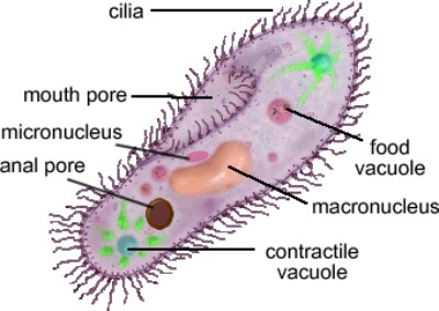 protist cell microscope