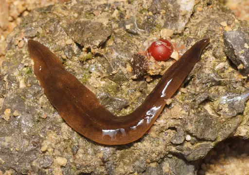 examples of flatworms