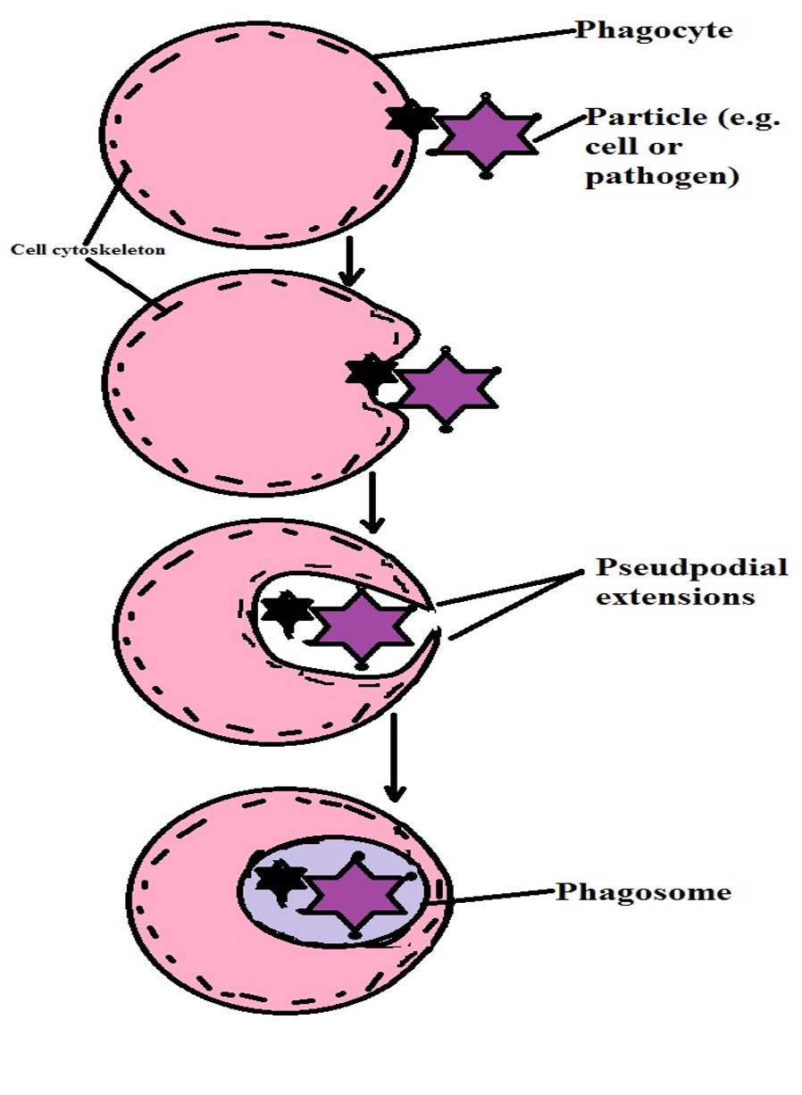 Endocytosis Definition 3 Types Active Or Passive Vs Exocytosis