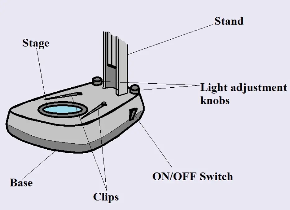 Dissecting Microscope Labeled