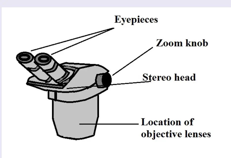 Discover more than 67 dissecting microscope sketch latest - seven.edu.vn