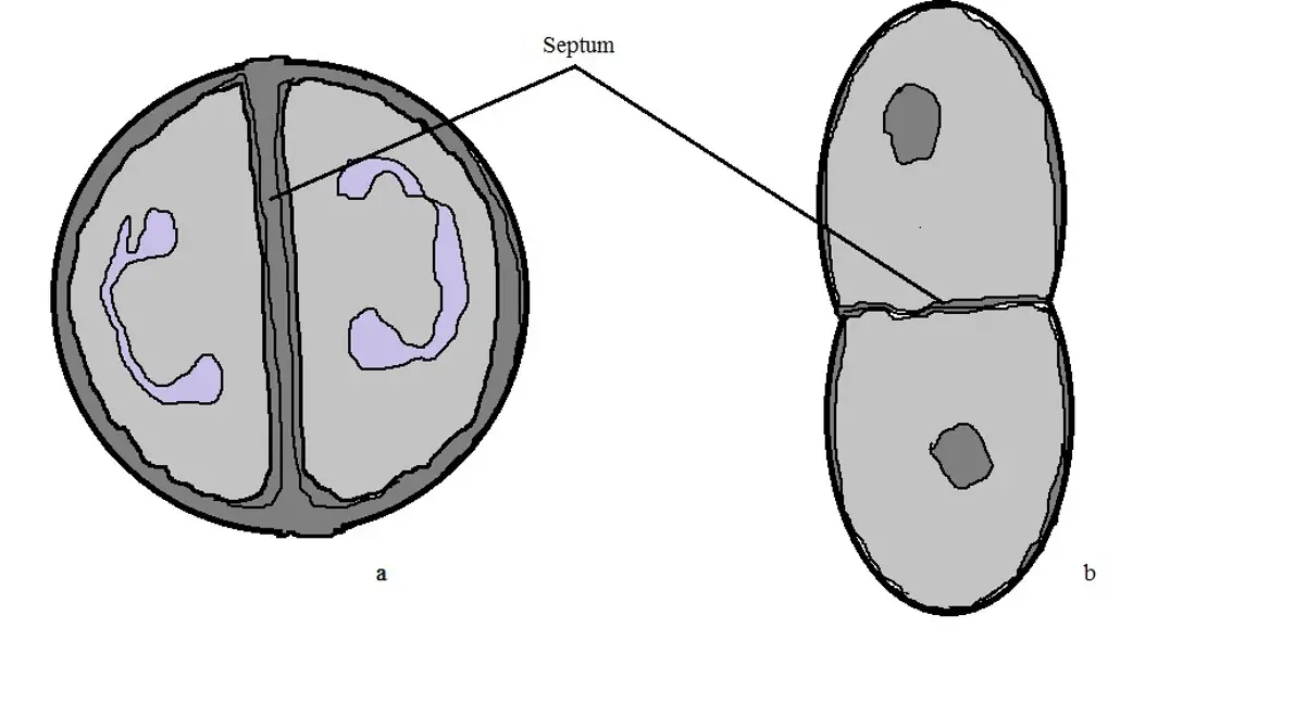 streptococcus salivarius morphology